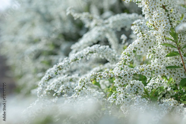 Obraz 大阪府狭山池公園で満開に咲くユキヤナギ