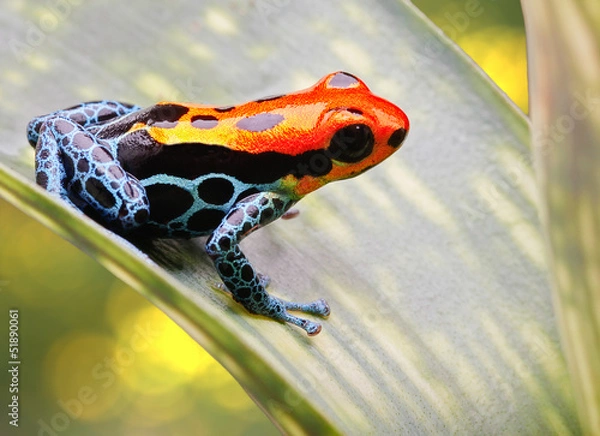 Obraz tropical poison arrow frog