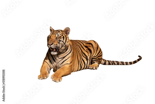 Fototapeta Big tiger man in nature tiger habitat walking showing natural behavior Isolated on the white background.