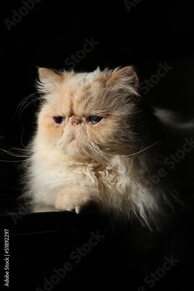 Obraz Himalayan Cat