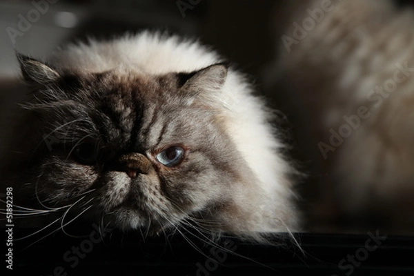 Obraz Himalayan Cat