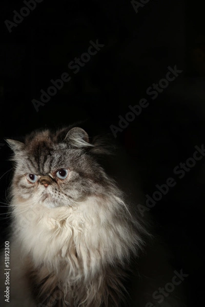 Obraz Himalayan Cat