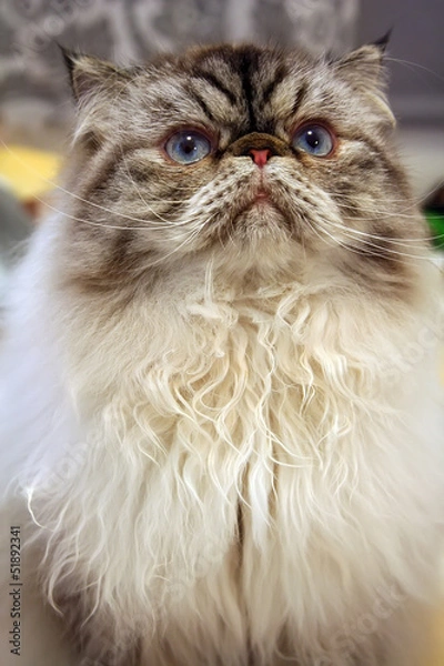 Obraz Himalayan Cat