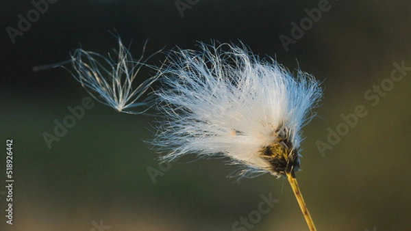 Obraz Floating inflorescence of a blooming fluffy flower.