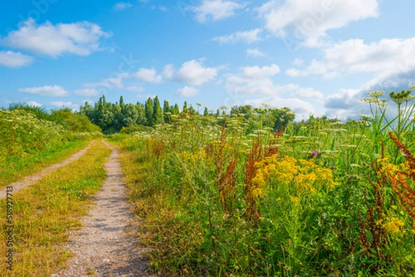 Fototapeta Wildflowers along a path in a field in wetland in bright sunlight under a blue sky in summer, Almere, Flevoland, Netherlands, July, 2022