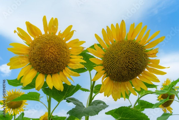 Fototapeta 向日葵畑