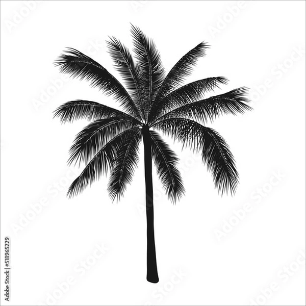 Obraz Vector tropical illustration, palm tree silhouette. Object isolated on white background.