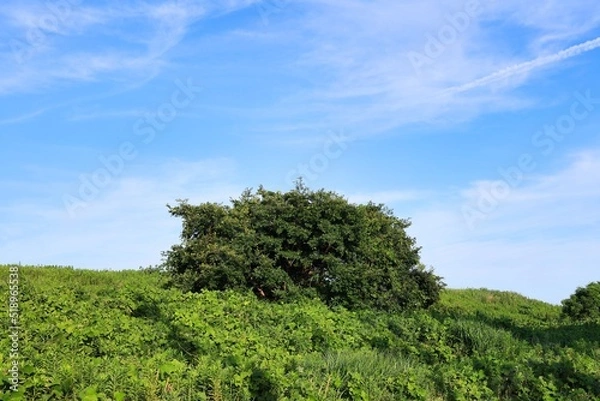 Obraz 初夏の晴れた空と新緑　エコロジーイメージ
