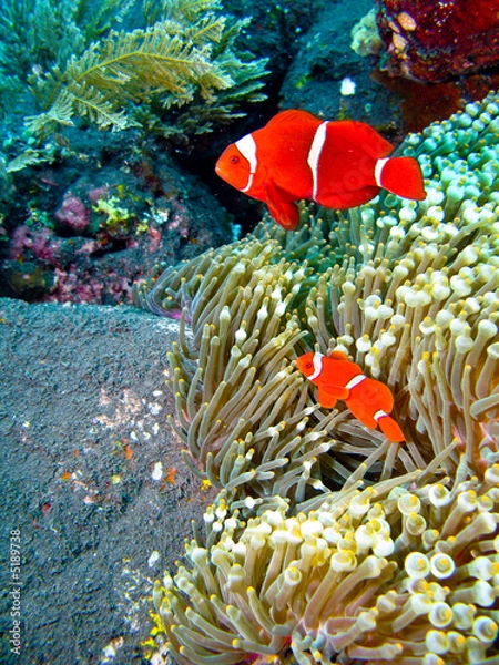 Obraz czerwona ryba klauna