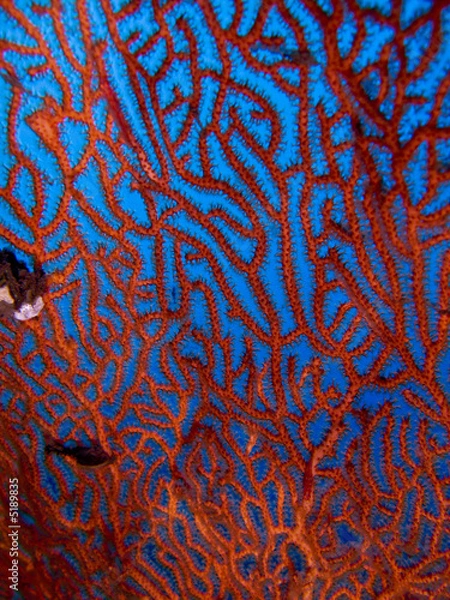 Obraz garphisme sous marin