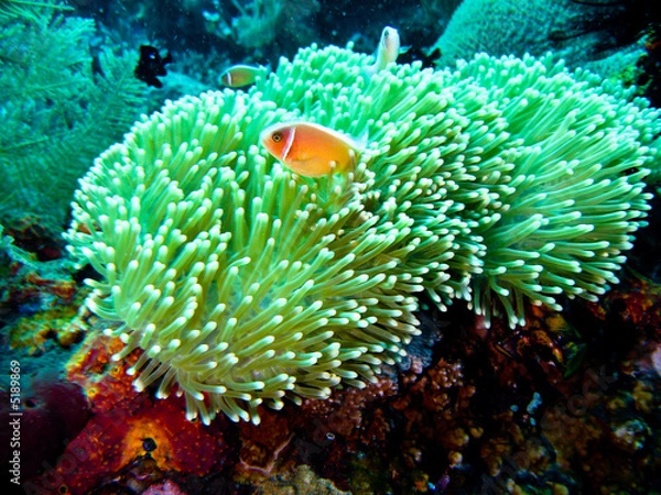 Obraz klaun Poissona