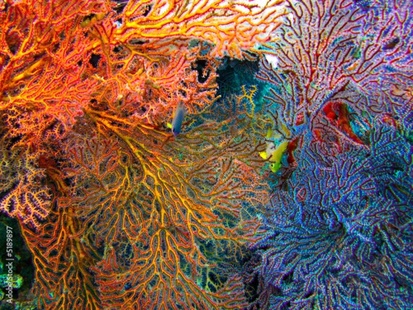 Obraz couluers vives 2