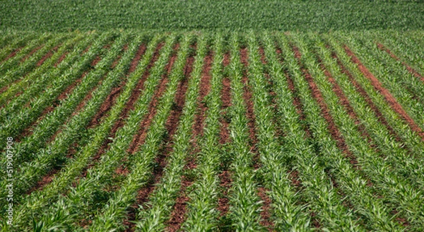 Fototapeta corn crop