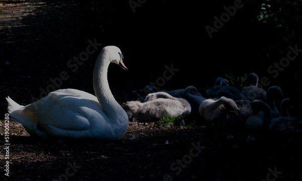 Fototapeta swans: parent and cygnets