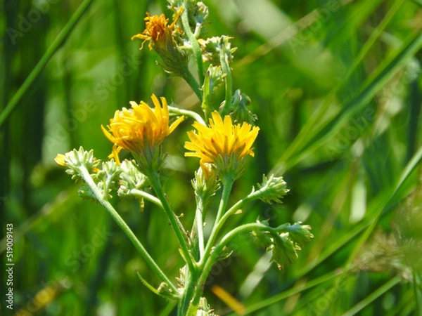 Fototapeta bee on flower