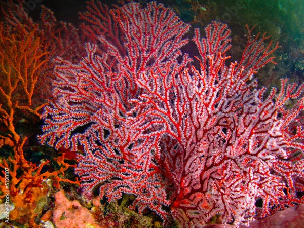 Obraz festiwal kolorów