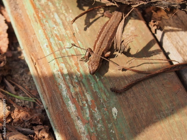 Fototapeta A small gray nimble lizard. Close-up.