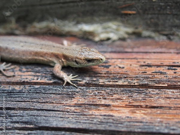 Obraz A small gray nimble lizard. Close-up.