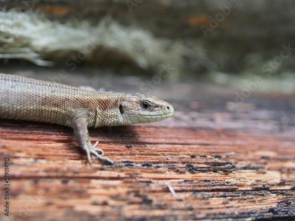 Obraz A small gray nimble lizard. Close-up.