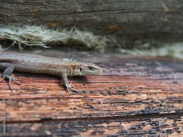 Fototapeta A small gray nimble lizard. Close-up.