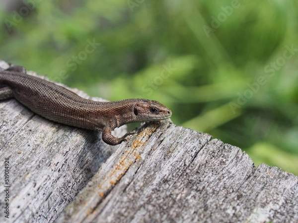 Obraz A small gray nimble lizard. Close-up.