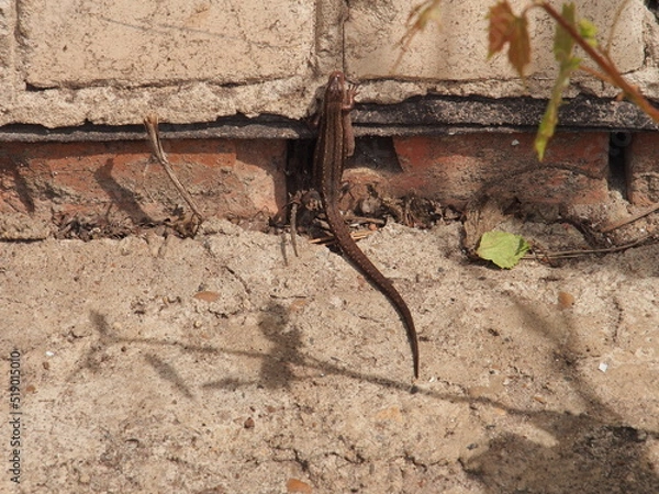 Obraz A small gray nimble lizard. Close-up.