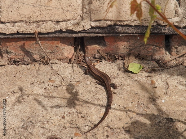 Fototapeta A small gray nimble lizard. Close-up.