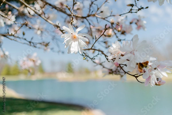 Obraz Flowering tree