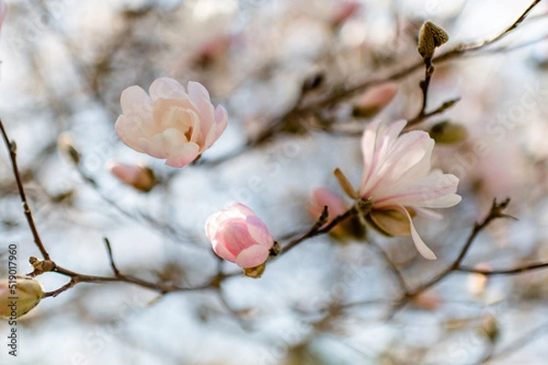 Obraz blossom in spring