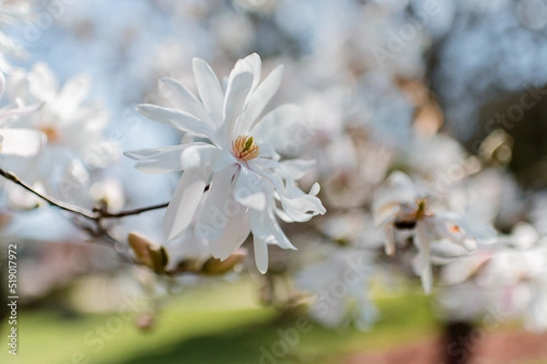 Obraz Star Magnolia