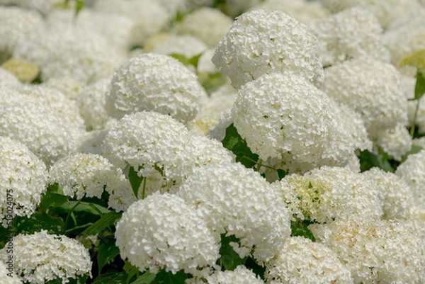Fototapeta Selective focus bushes of Hydrangea Arborescens flower in the garden, White hortensia or Smooth hydrangea is a species of flowering plant in the family Hydrangeaceae, Natural floral pattern background