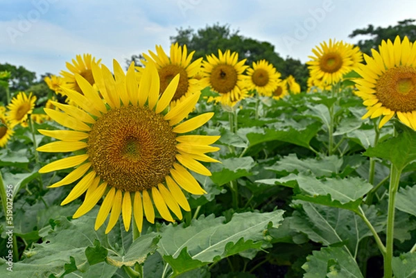 Obraz 鶴見緑地公園ひまわり畑