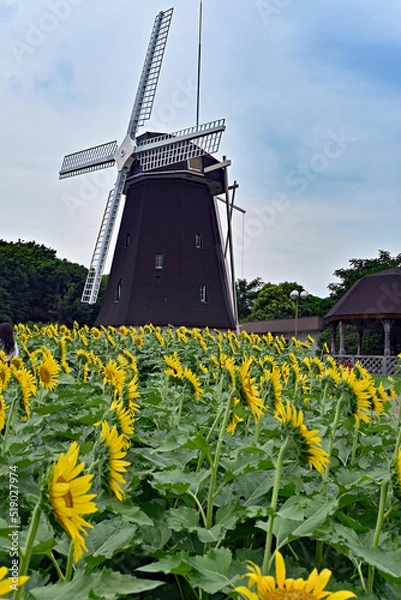 Obraz 鶴見緑地公園　風車とひまわり畑