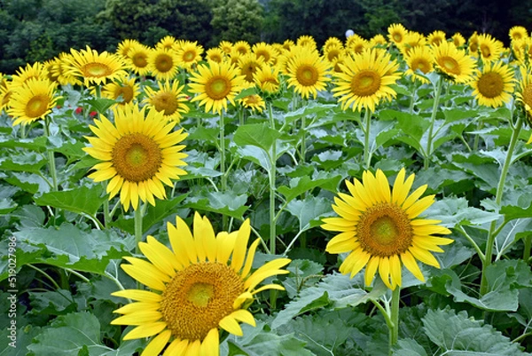 Obraz 鶴見緑地公園ひまわり畑