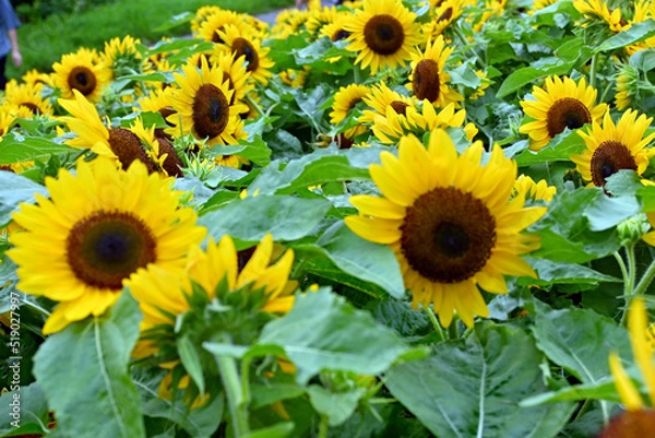 Obraz 鶴見緑地公園ひまわり畑