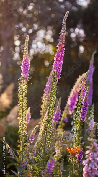 Fototapeta Colorful Foxglove flowers growing in an ecological nature garden. Closeup of beautiful lush organic forest plant, foliage with vibrant petals blooming and blossoming on a sunny day in spring