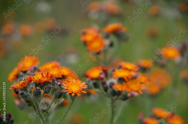 Obraz コウリンタンポポ