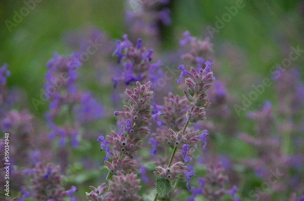 Obraz キャットミント