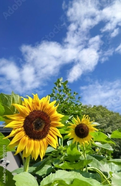 Fototapeta 青空とヒマワリ