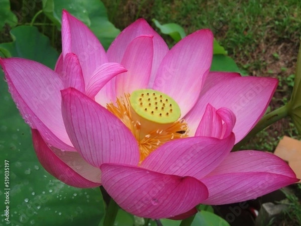 Fototapeta 蓮の花をクローズアップ