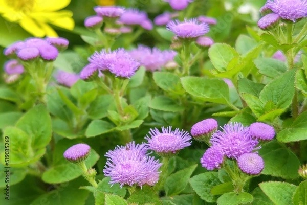 Obraz 紫色の小さな花