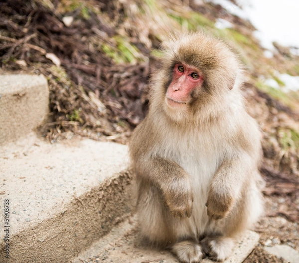 Fototapeta Smiling Japanese macaque