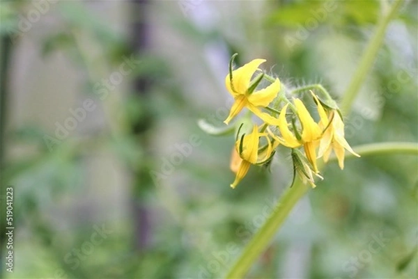 Obraz トマトの花のアップです。