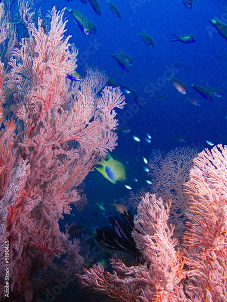 Obraz ryby i gorgonie