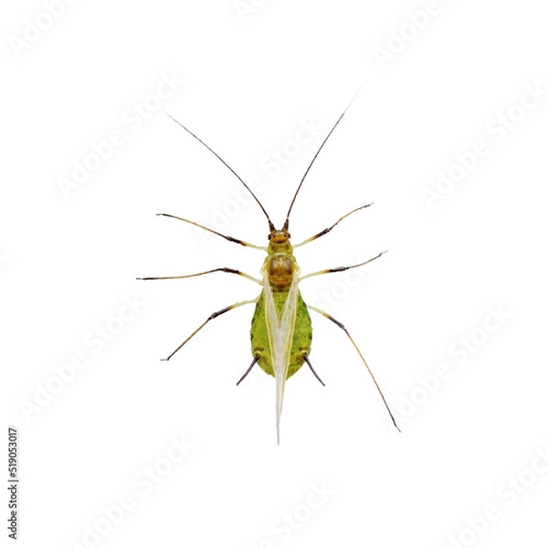 Obraz Green Fly or Aphid Parasite Pest Insect Isolated on White Background