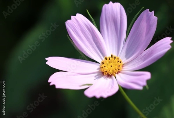 Fototapeta ピンク色のコスモスのアップ