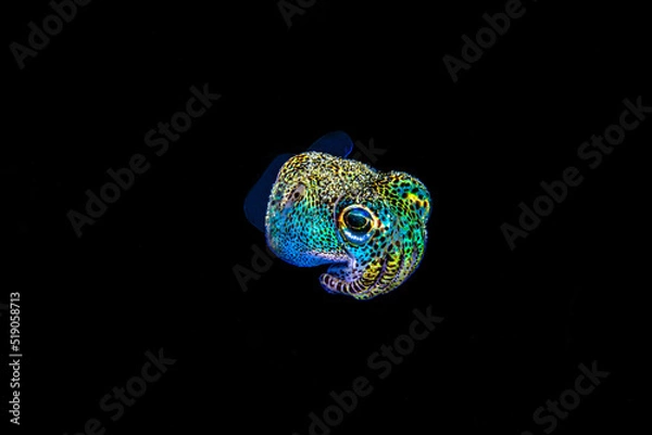 Fototapeta Sepiolida or bobtail squid in colors on a black water macro shoot in Res Sea of Egypt