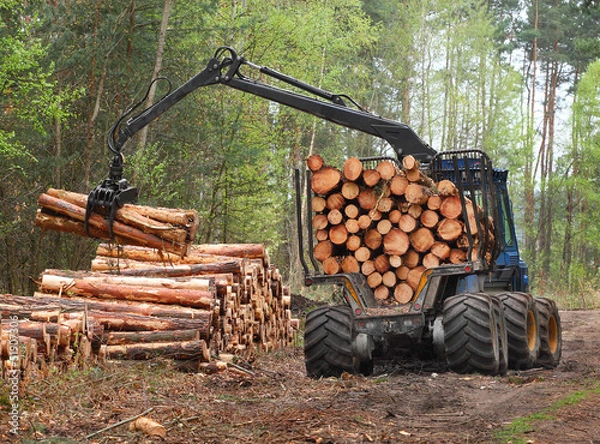 Fototapeta The harvester working in a forest.