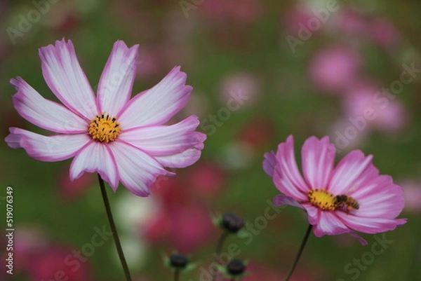 Fototapeta 秋の花