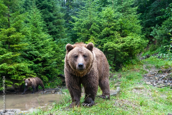Obraz Wild brown bear (Ursus arctos) close up